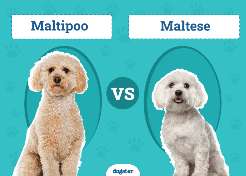 Maltipoo vs. Maltese