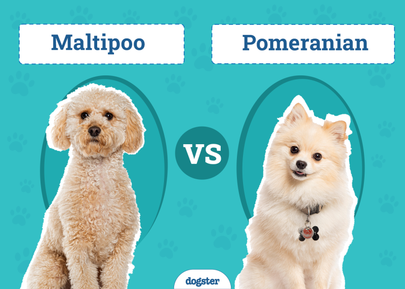 Maltipoo vs. Pomeranian