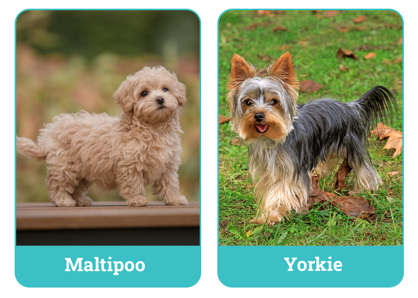 Maltipoo vs. Yorkie