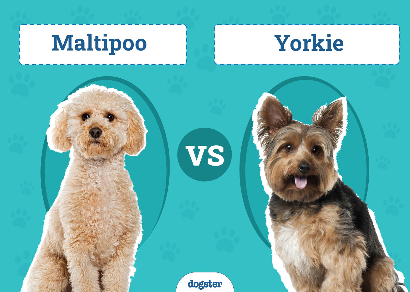 Maltipoo vs. Yorkie