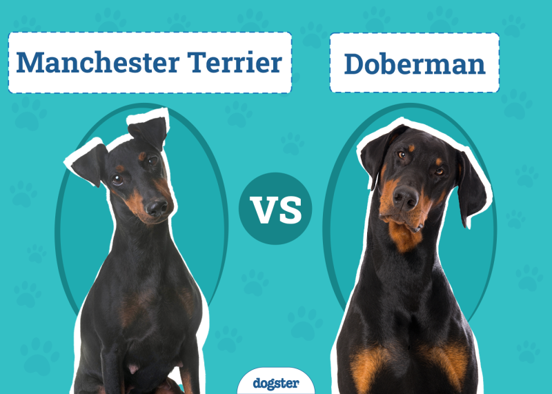 Manchester Terrier vs Doberman