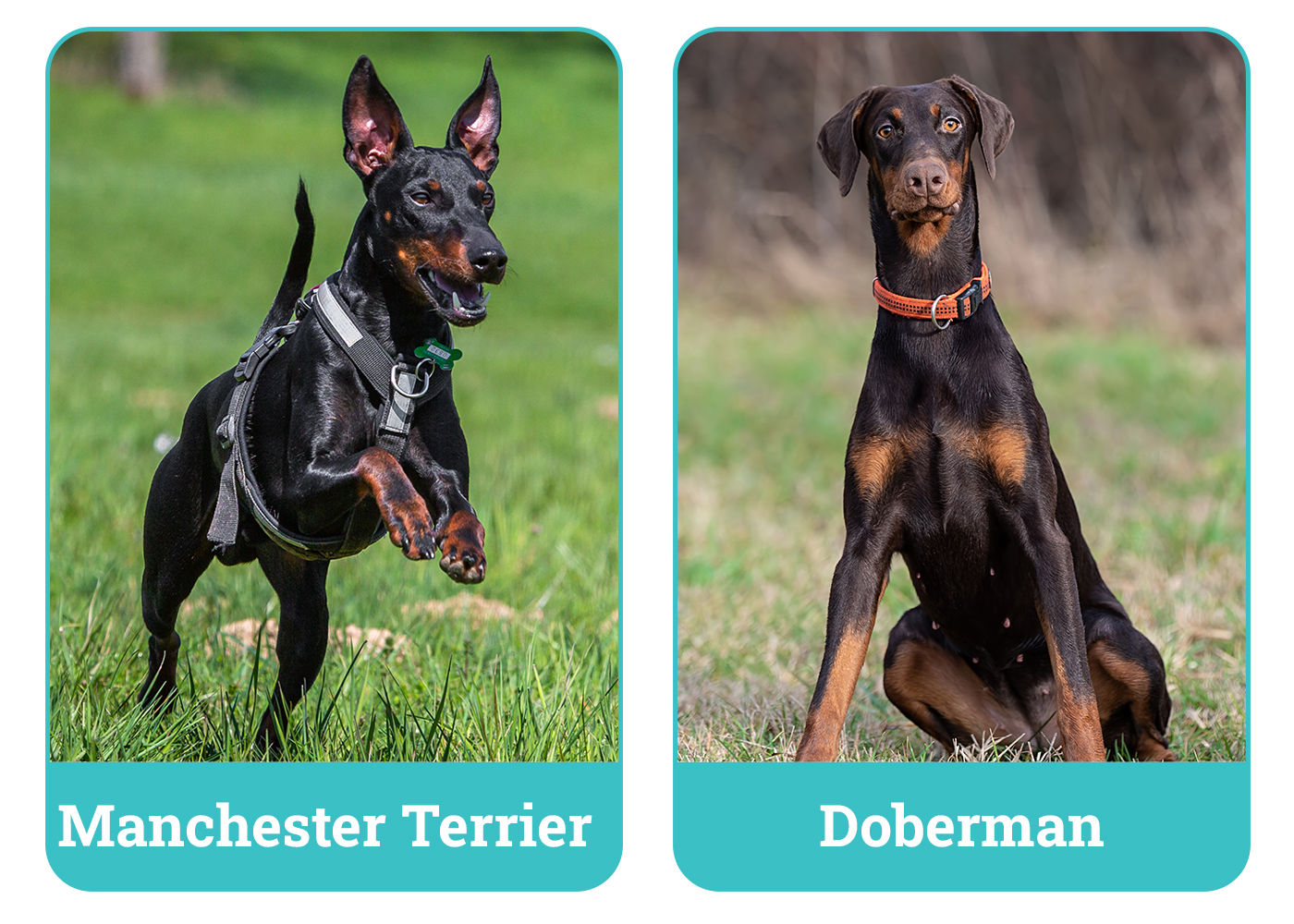 Manchester Terrier vs Doberman side by side