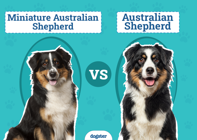Miniature Australian Shepherd vs. Australian Shepherd