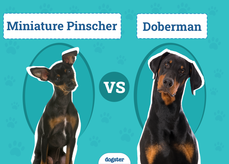 Miniature Pinscher vs Doberman