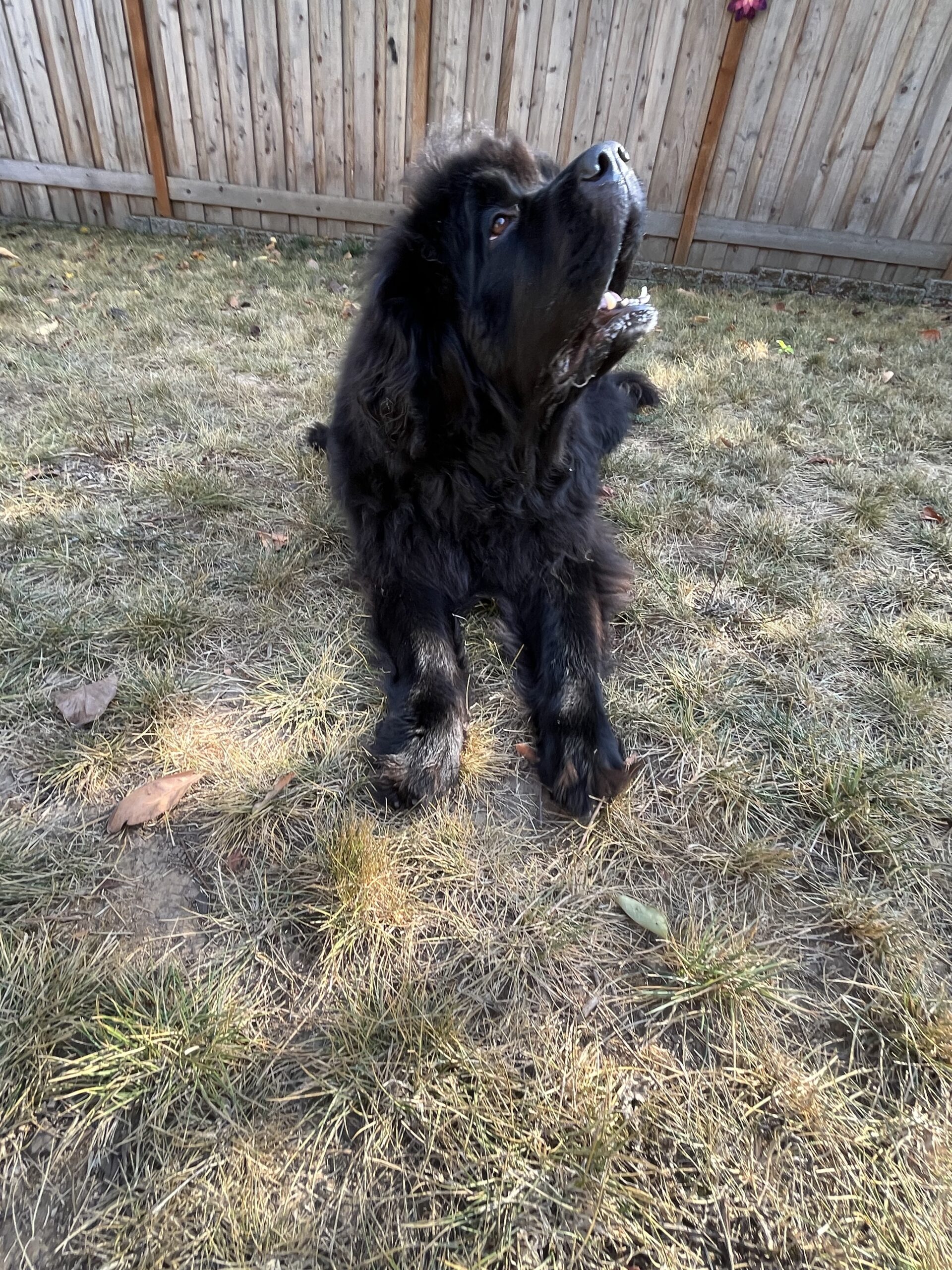 How to Teach Your Dog to Play Dead in 7 Easy Steps Dogster