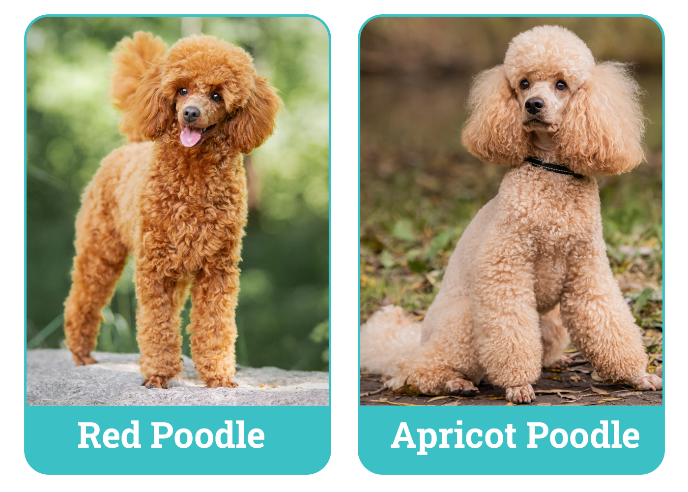 Red vs Apricot Poodle