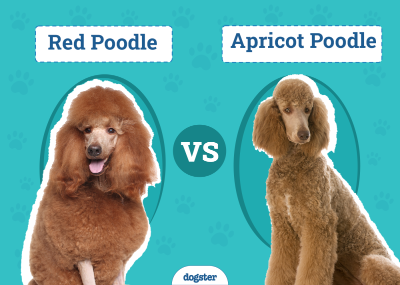 Red vs Apricot Poodle
