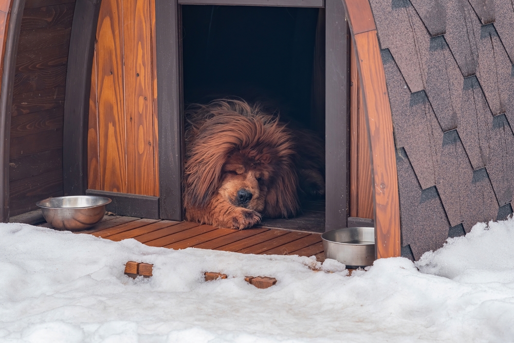 Tibetan dog sleeps in a dog house