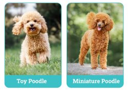 How to Groom a Poodle | Step-by-Step Guide for All Poodle Types