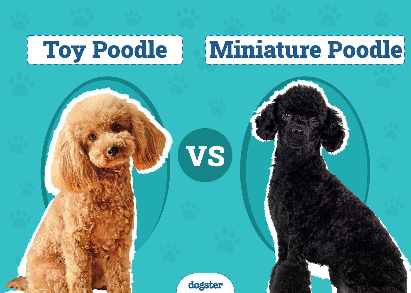 Toy Poodle vs Miniature Poodle