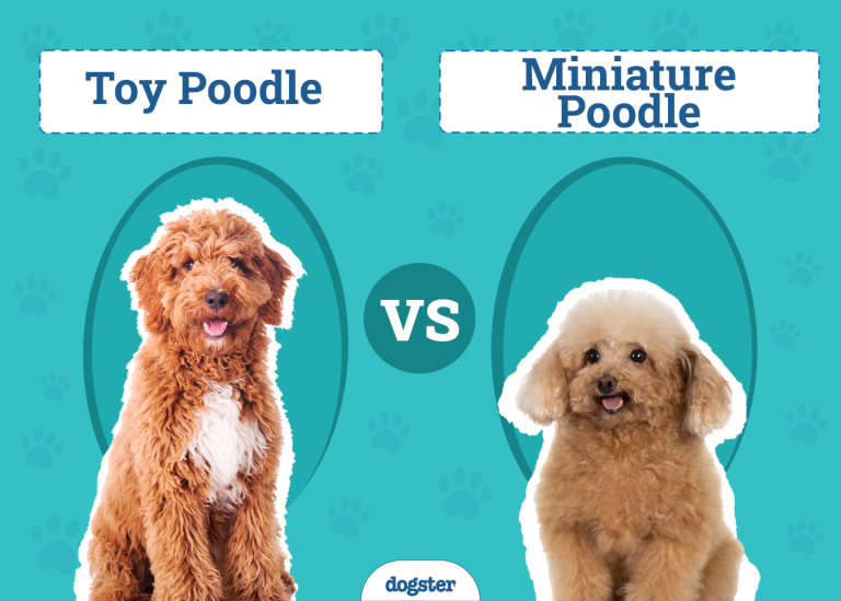 Toy Poodle vs Miniature Poodle: The Differences (With Pictures) – Dogster