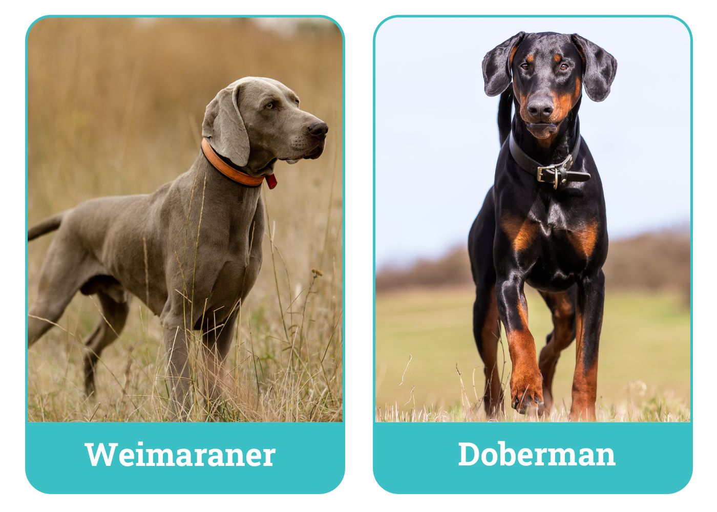 Weimaraner vs. Doberman