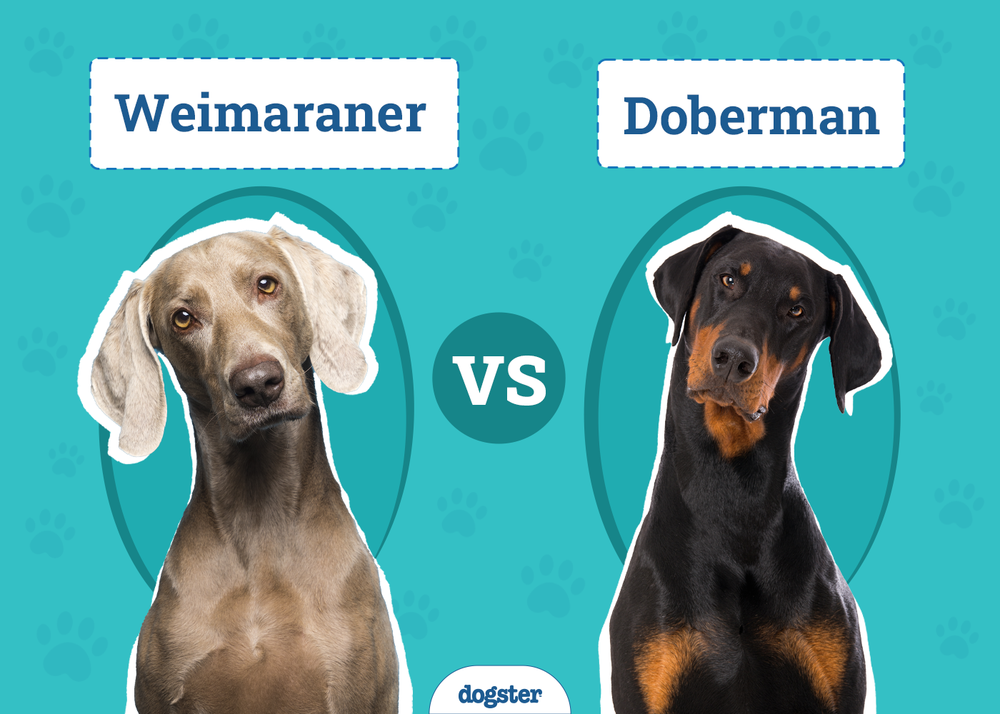 Weimaraner vs. Doberman