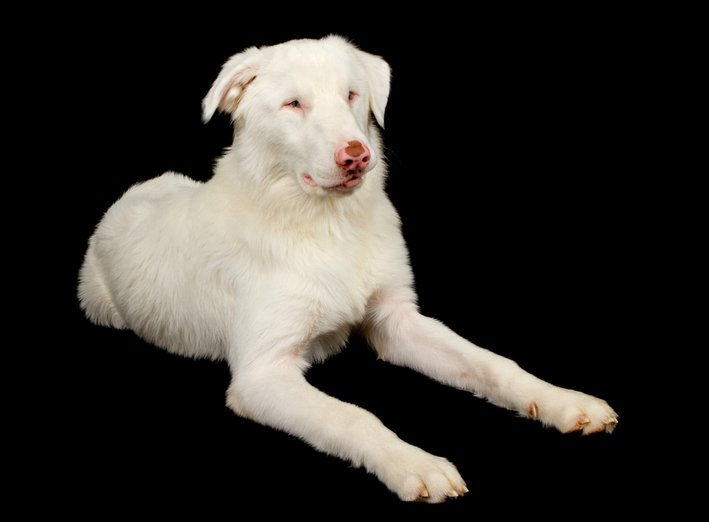 a lethal white australian shepherd dog