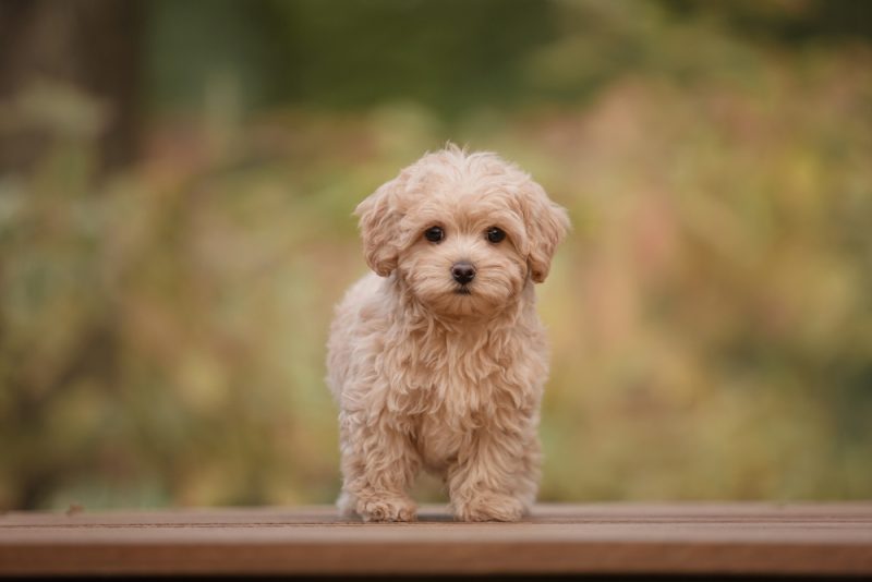 apricot-maltipoo-standing-on-a-bench