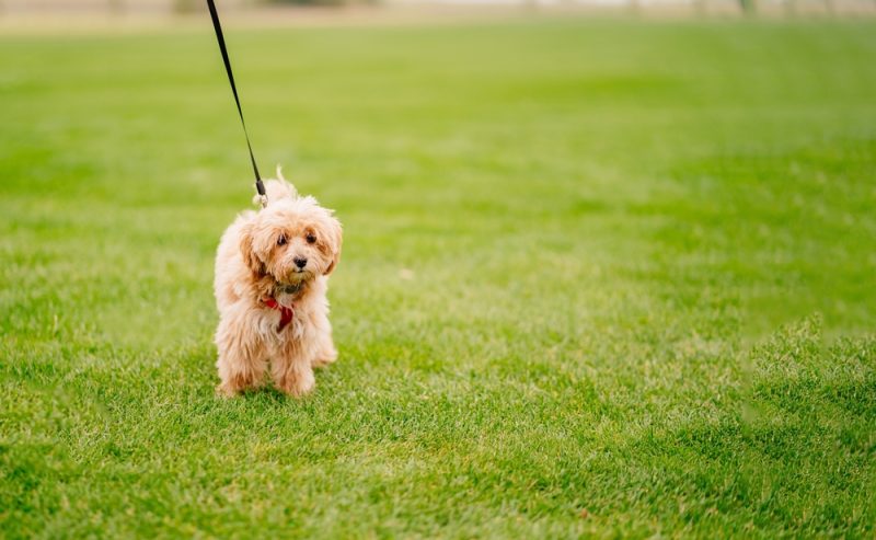 apricot-maltipoo-standing-ona-grass-on-a-leash