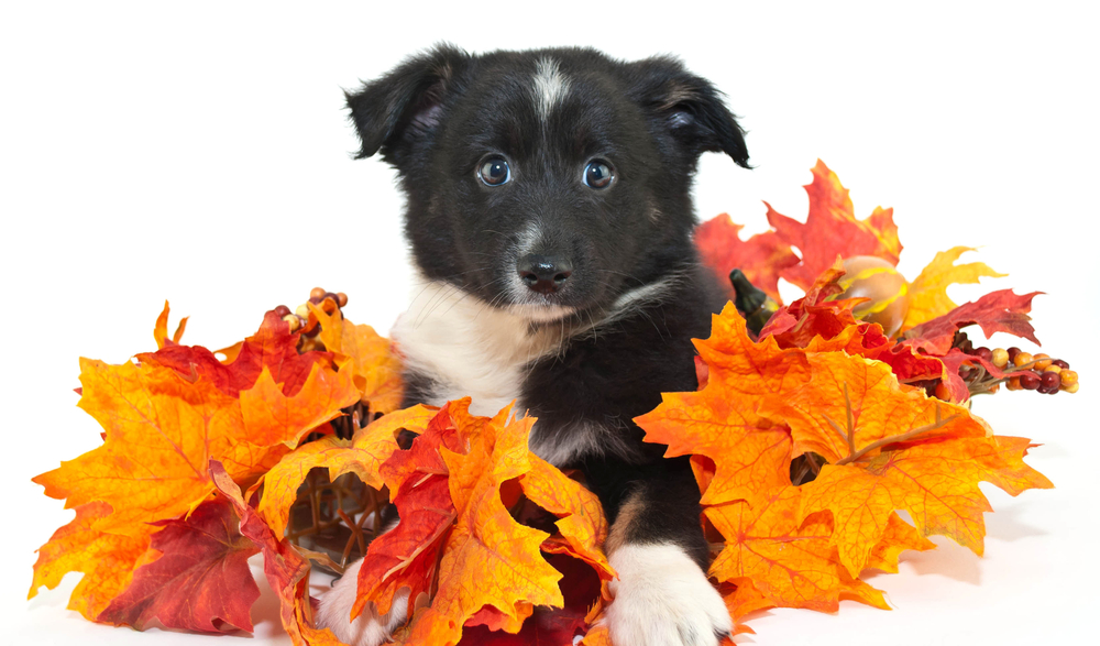black-and-white-bicolor-australian-shepherd-puppy