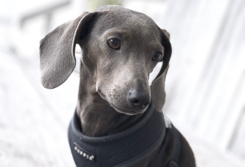 blue-dachshund-in-harness