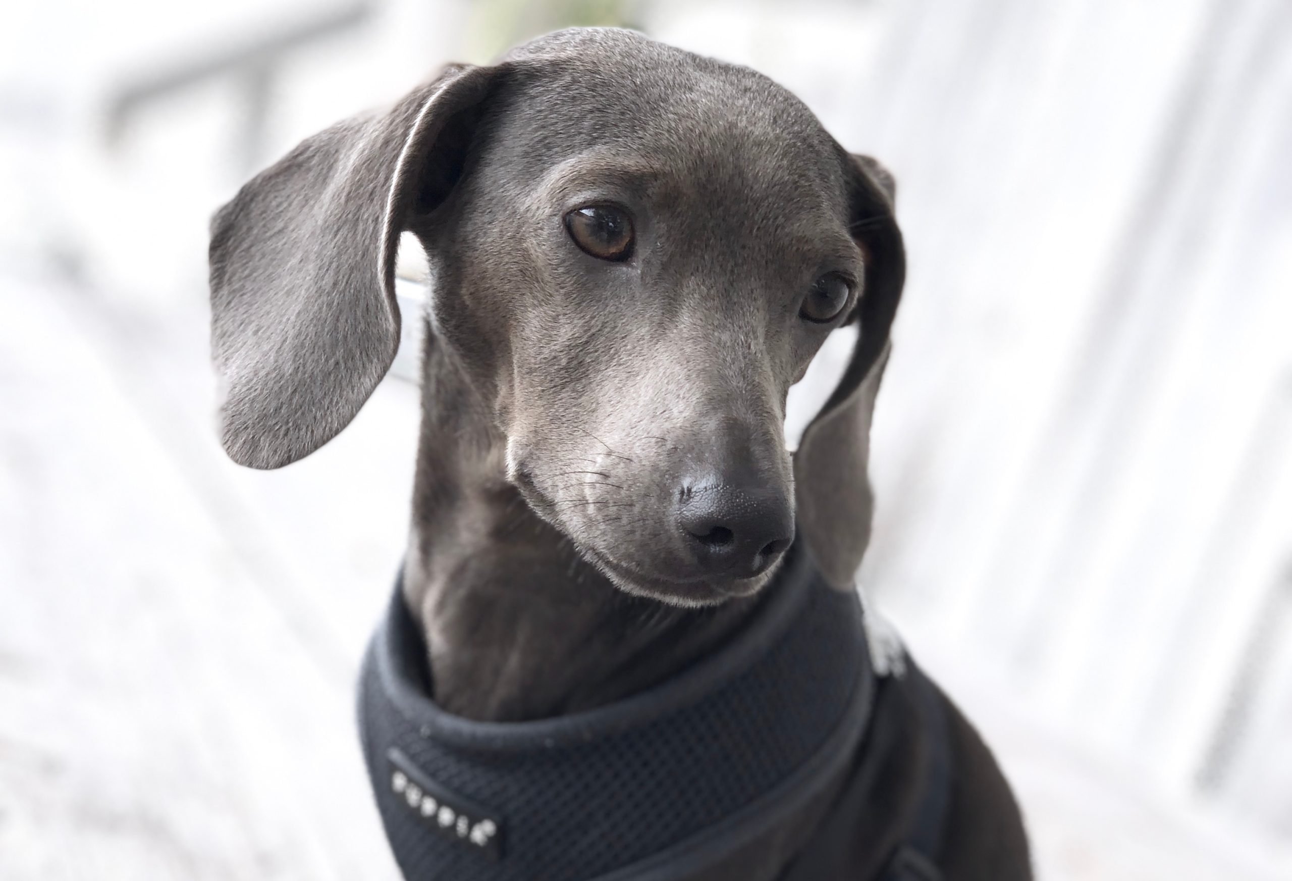 blue-dachshund-in-harness