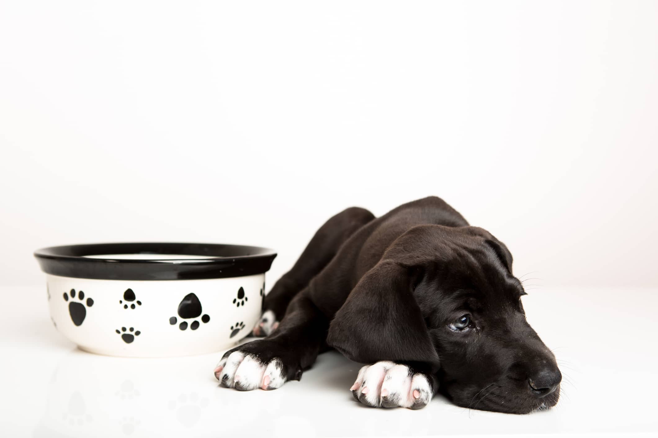 Great dane puppy not hungry