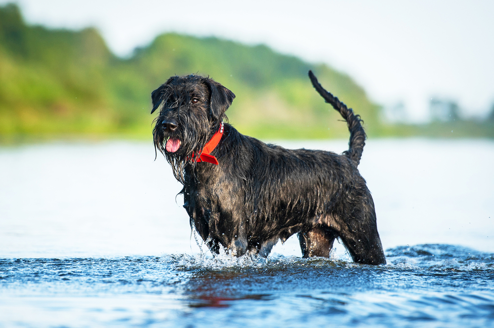 giant-schnauzer-standing-in-the-water