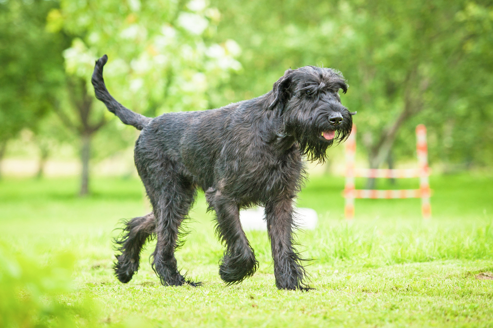 giant-schnauzer-walking-in-the-park