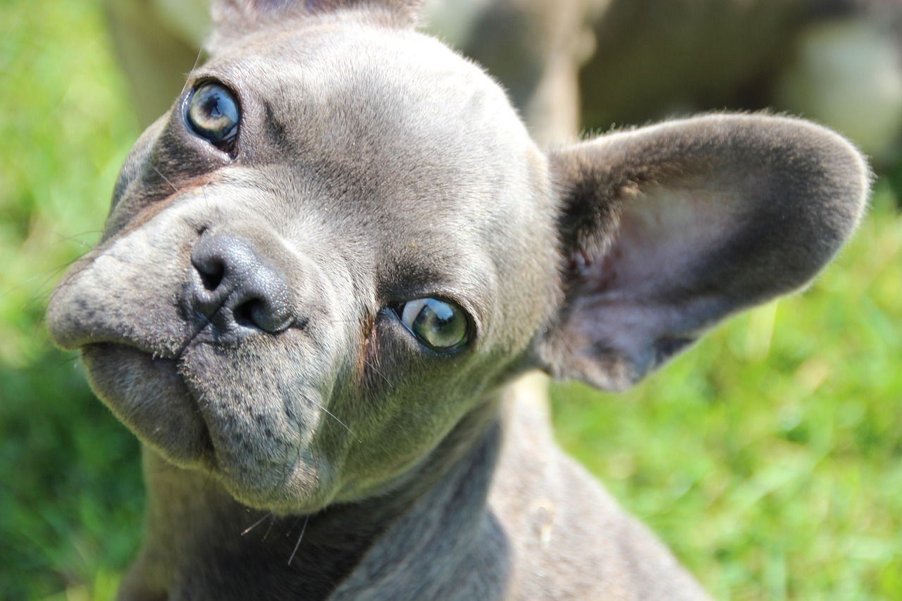 grey french bulldog