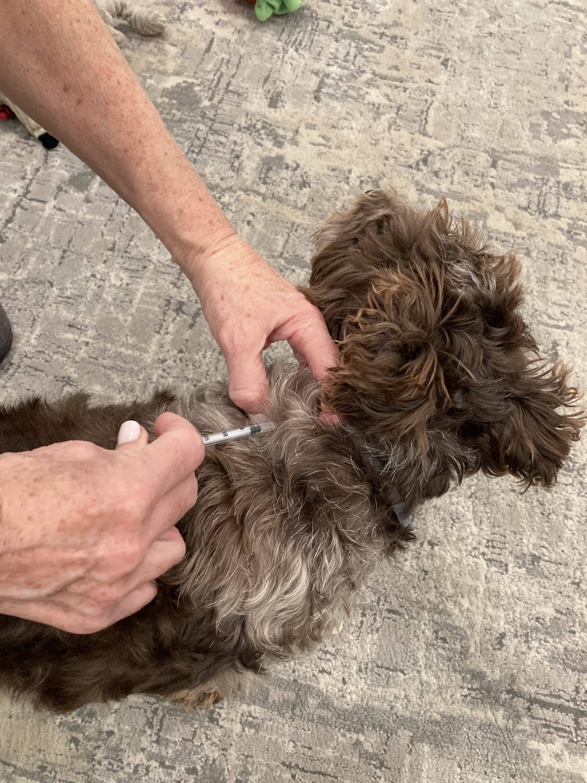 Insulin for Dogs Types, Side Effects, Dosage & How to Administer Dogster