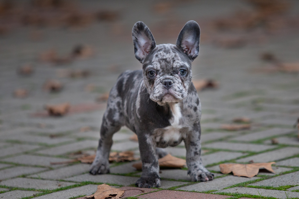 Grey French Bulldog Info Pictures Origin History Dogster
