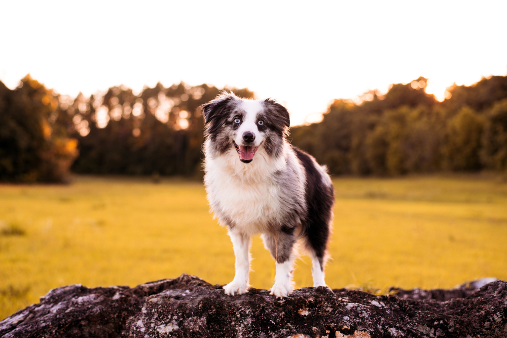 miniature australian shepherd