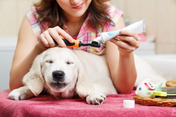 owner is cleaning teeth of retriever puppy after shower
