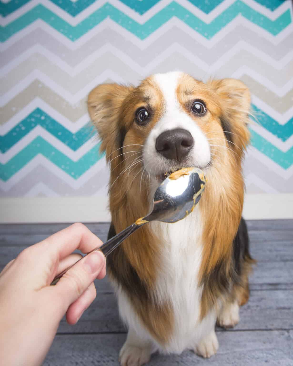 Is Peanut Butter Good for Dogs? Canine Feeding Facts Dogster