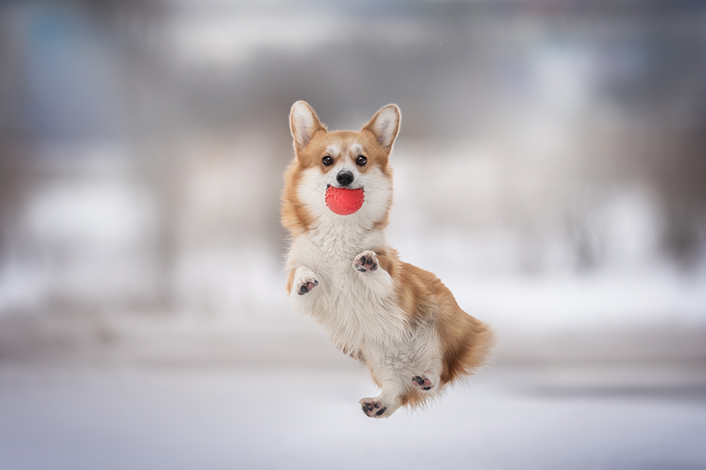pembroke welsh corgi jumps with red ball in the mouth