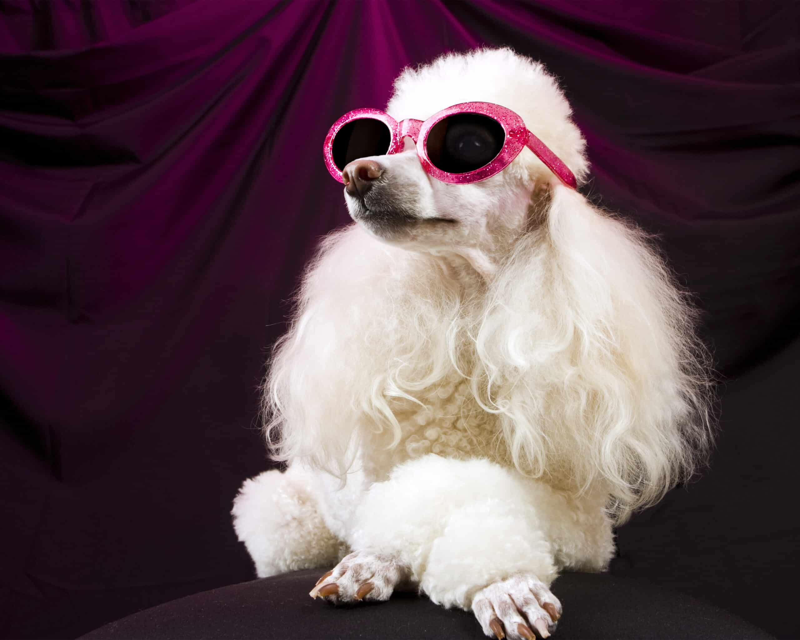Movie Star Poodle Striking a Pose