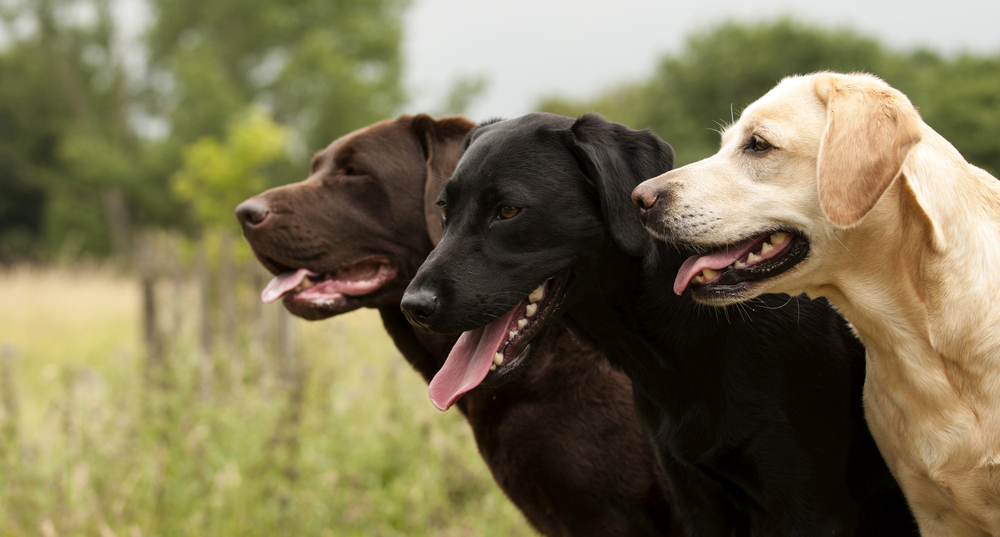 three labrador retriever dogs outdoor