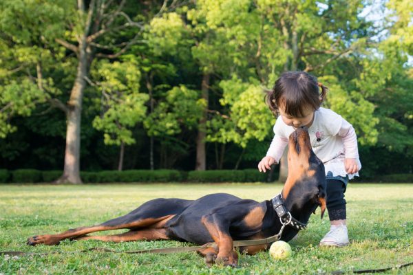 toddler-girl-with-doberman-on-the-grass