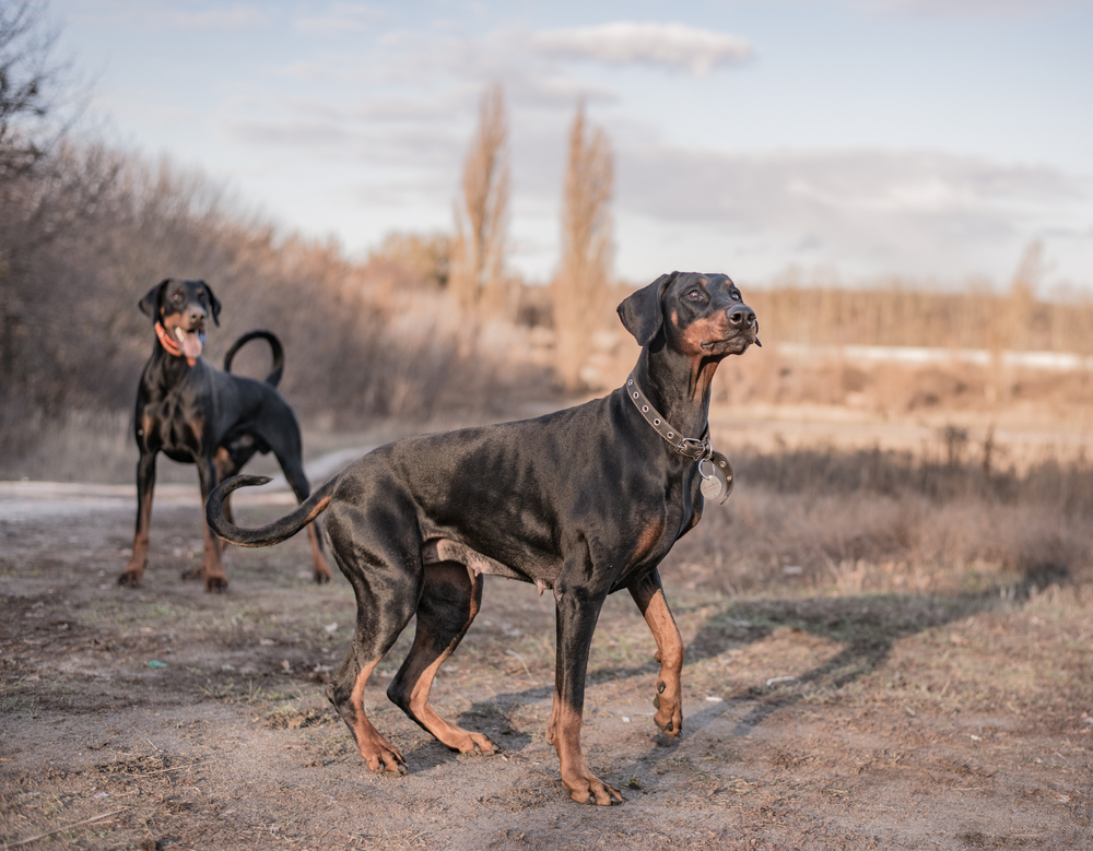 two-dobermans