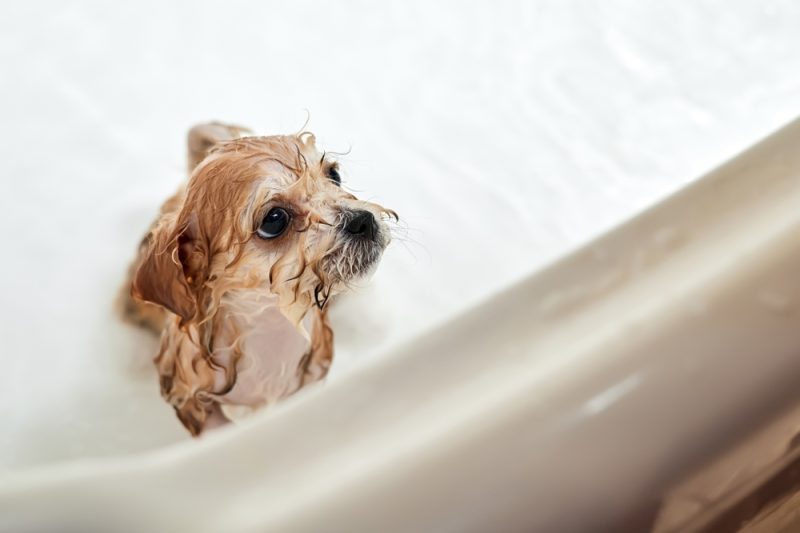 wet maltipoo bathing in the bathtub
