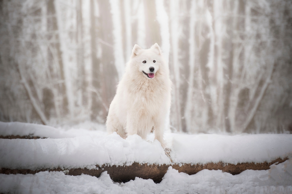 white female samoyed dog standing on a fallen log in the snow