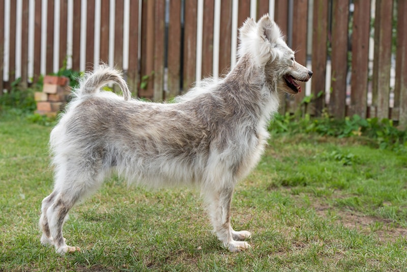 Alopecia disease Samoyed dog