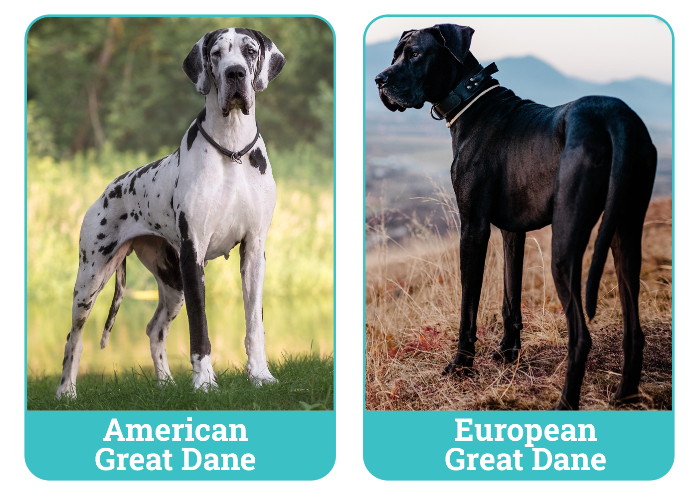 American vs European Great Dane