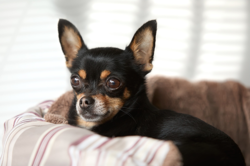 Black chihuahua in dog bed