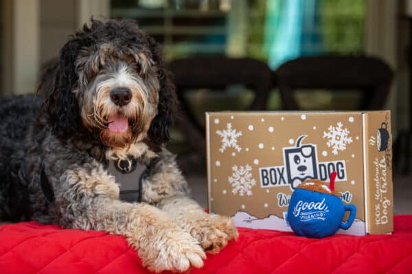 box dog subscription