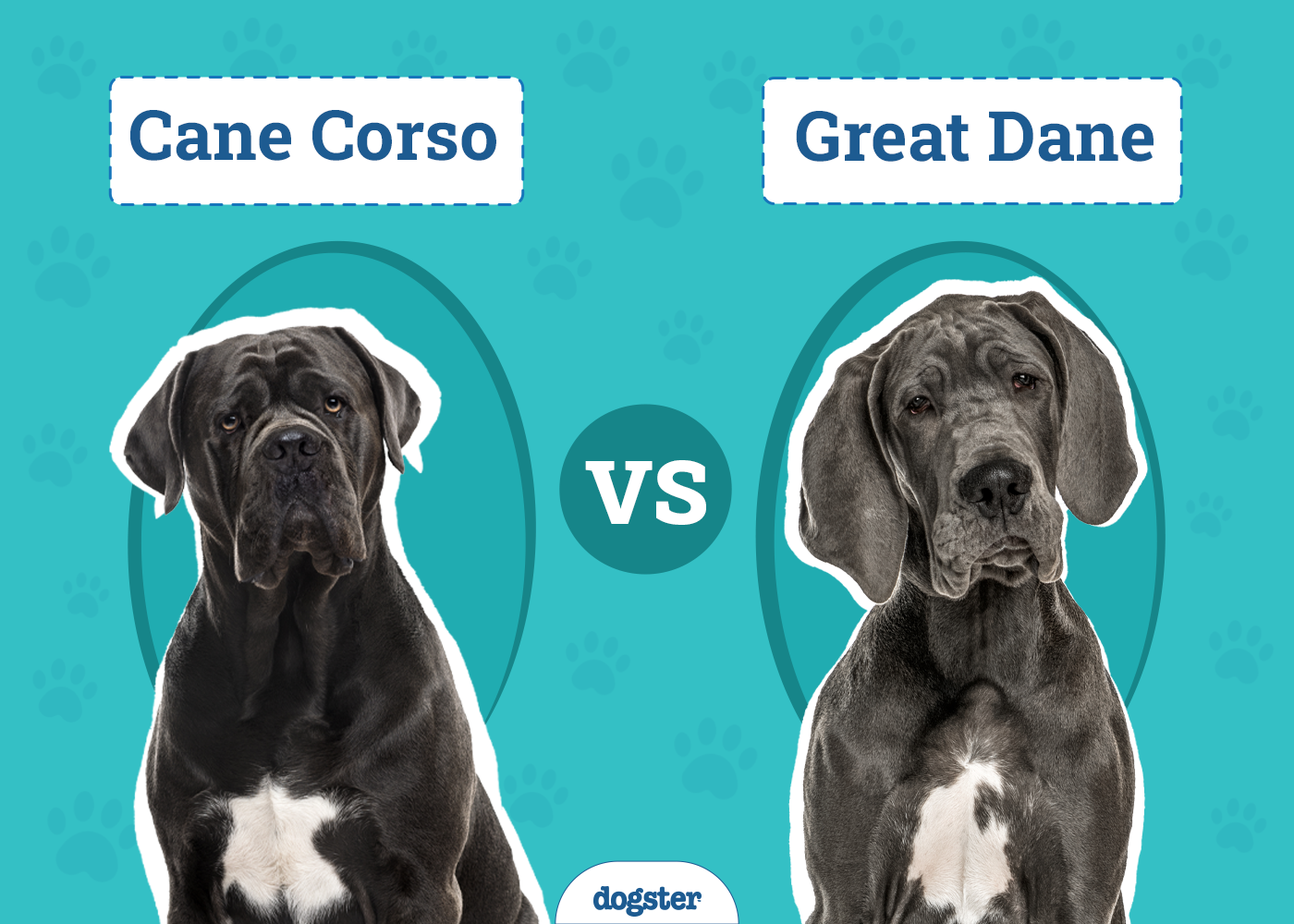 Cane Corso vs Great Dane