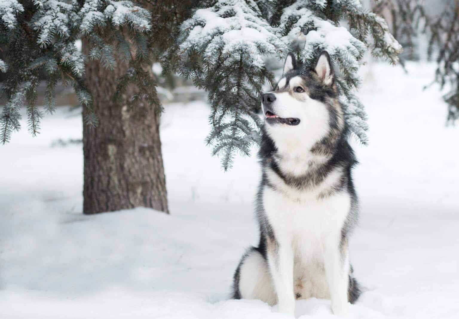 9 ColdWeather Dog Breeds That Love Snow (With Pictures & Facts) Dogster