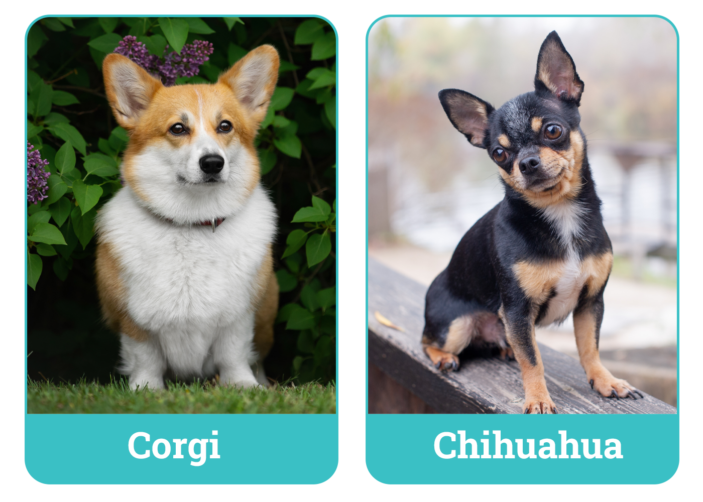 Corgi vs Chihuahua