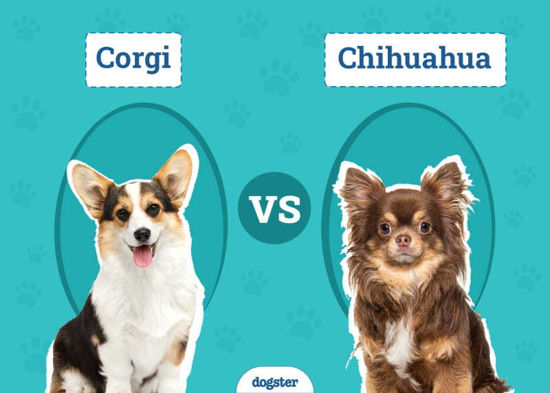 Corgi vs Chihuahua
