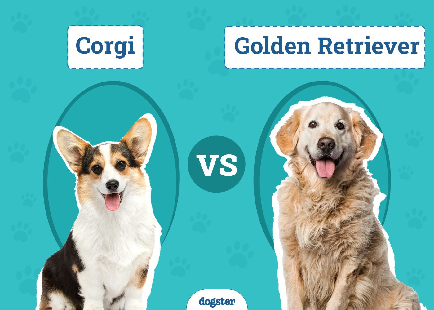 Corgi vs Golden Retriever