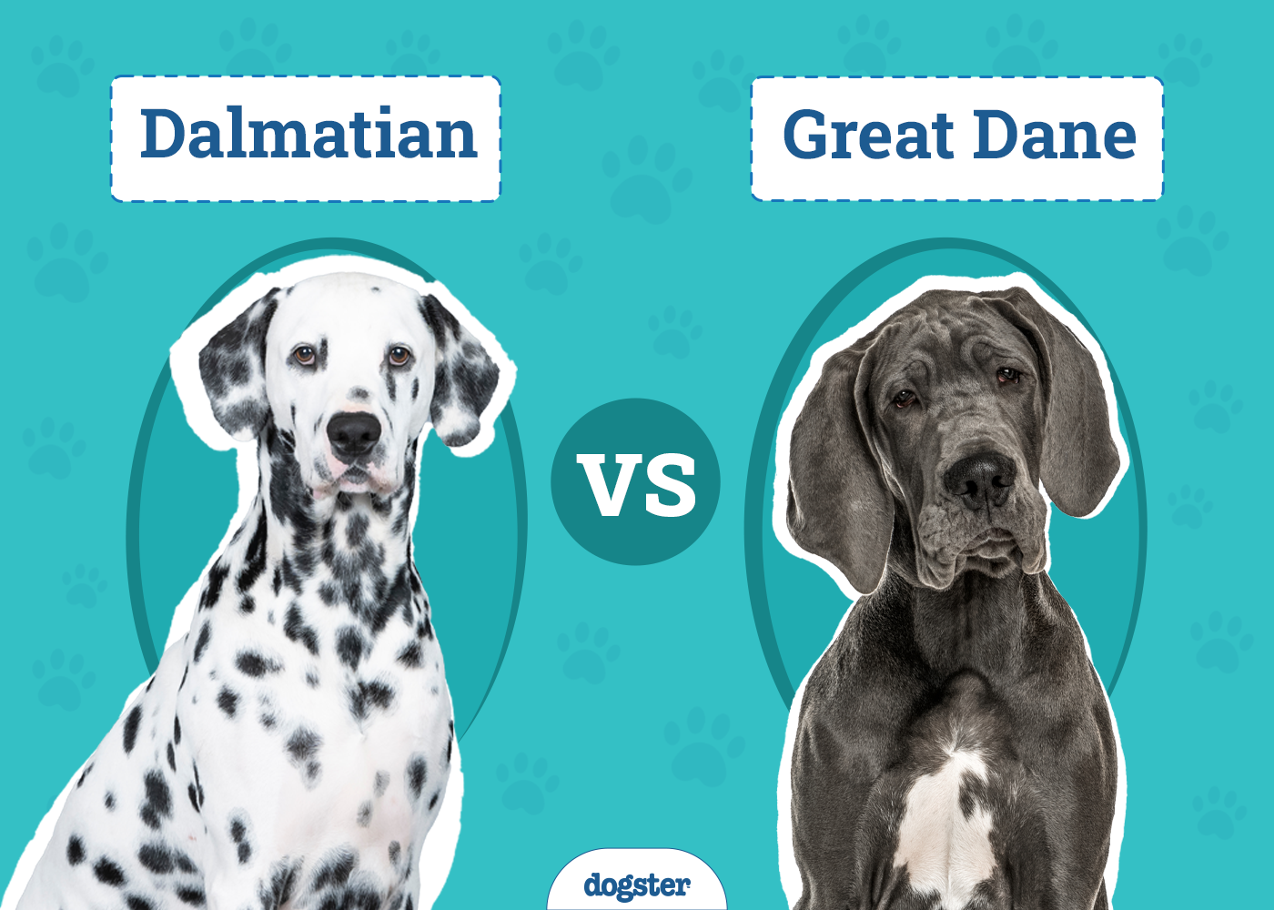 Dalmatian vs Great Dane