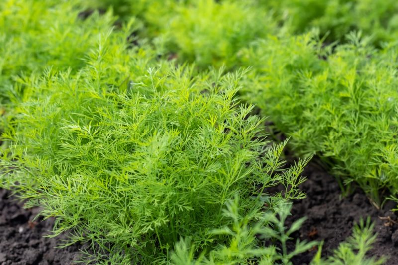Dill (Anethum graveolens)